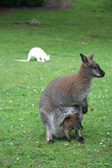 Naklejka na ściany i meble Matka i dziecko kangury