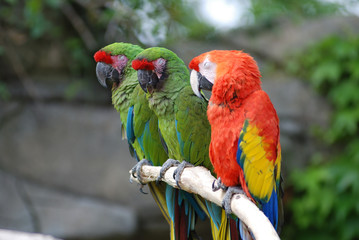Three parrots on a branch watching the horizon