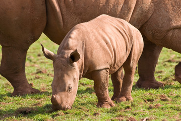 Obraz premium White Rhino Calf