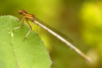 Demoiselle