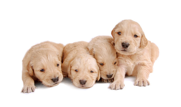 Four Puppies