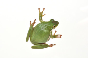Green Treefrog