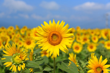 Beautiful Sunflower Landscape