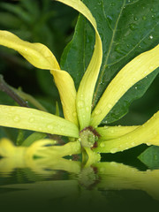 fleur parfumée d'ylang-ylang