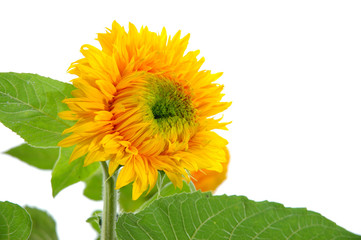 Smilling Sunflower