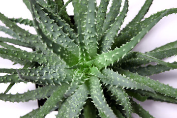 Aloe Vera
