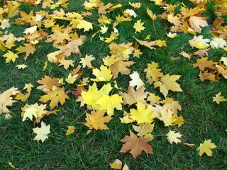 autumn  foliage on  grass