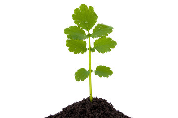 branch of celandine