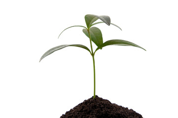 Green  plant