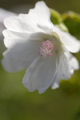 Obraz premium wicke, blume, kletterpflanze