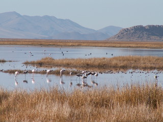 KONICA MINOLTA DIGITAL CAMERA