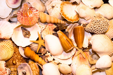 seashell
