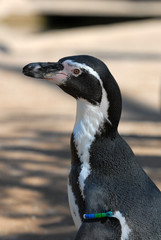 humbolt-pinguine, pinguin, Spheniscus humboldti
