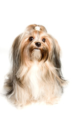 yorkshire dog against white