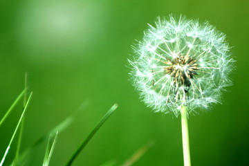 Fototapeta premium pissenlit