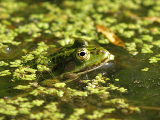 Frosch