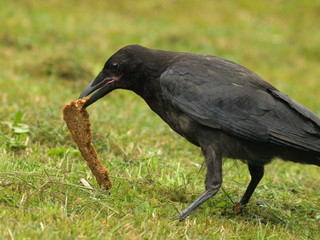 Rabenkrähe
