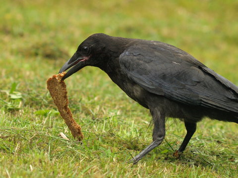 Rabenkr&auml;he
