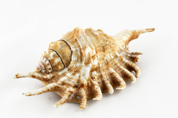 shell
