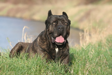 Cane Corso attentif au moindre geste