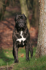 Naklejka premium Le Cane Corso dans le bois