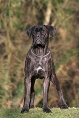 Cane Corso campe sur ses positions