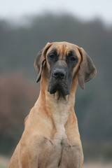Portrait d'un Dogue Danois sceptique de face