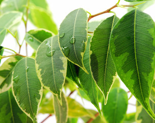 Plant