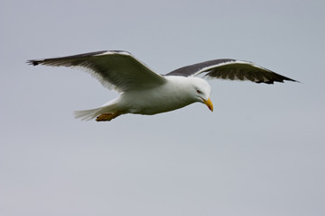 Seagull glides against grey sky