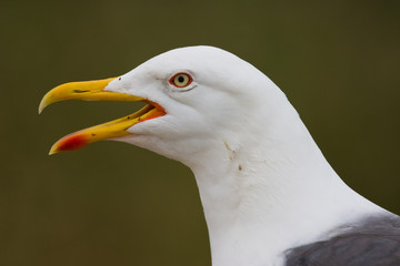 Detail of Lesser Black-backed Gull