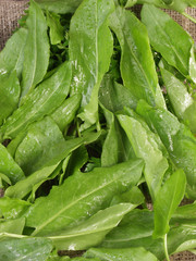 leaves of sorrel