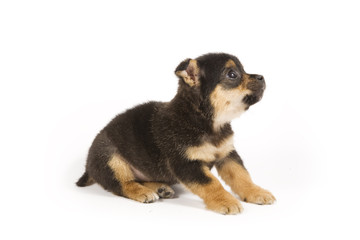 Cute puppy