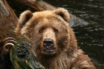 Naklejka na ściany i meble Bear in the water looking at you