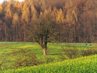 Naklejka premium Raps,Baum und Wald