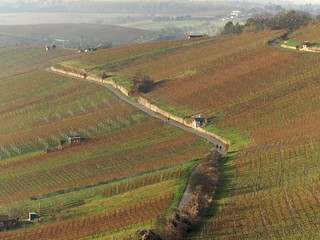 Weinberg Luftaufnahme