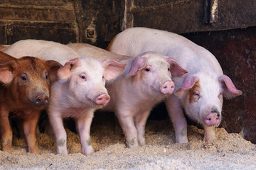 Farm piglets