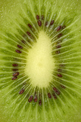 Section of a kiwi