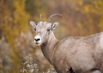 Rocky Mountain Bighorn Sheep