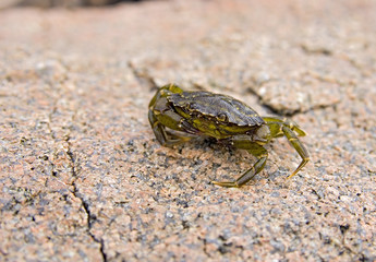 small green crab