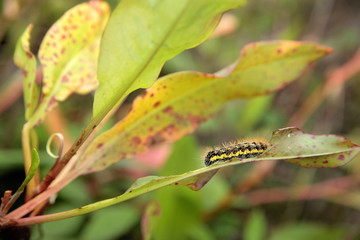 caterpiller closeup