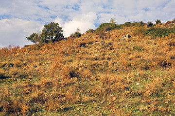 Obraz premium Encina