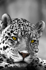 Fototapeta na wymiar Bliska, Portret Leopard