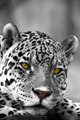 Foto op Canvas Close up Leopard Portrait © Andrey Ushakov
