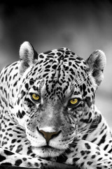 Fototapeta premium Close up Leopard Portrait