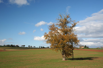arbre des champs