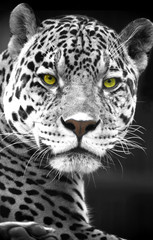 Obraz premium Close up Leopard Portrait