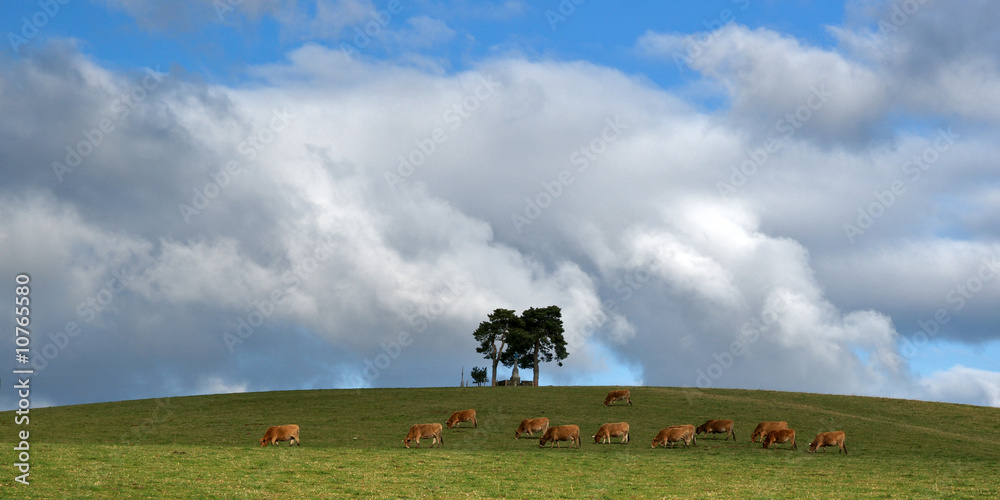 Wall mural arbre et vaches