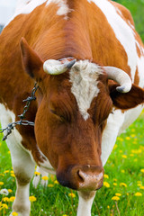 Cow in a green field