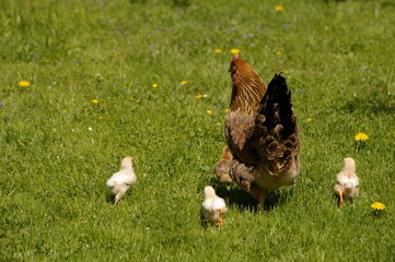 Hühnerfamilie