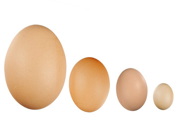 various eggs